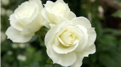 белые розы.JPG